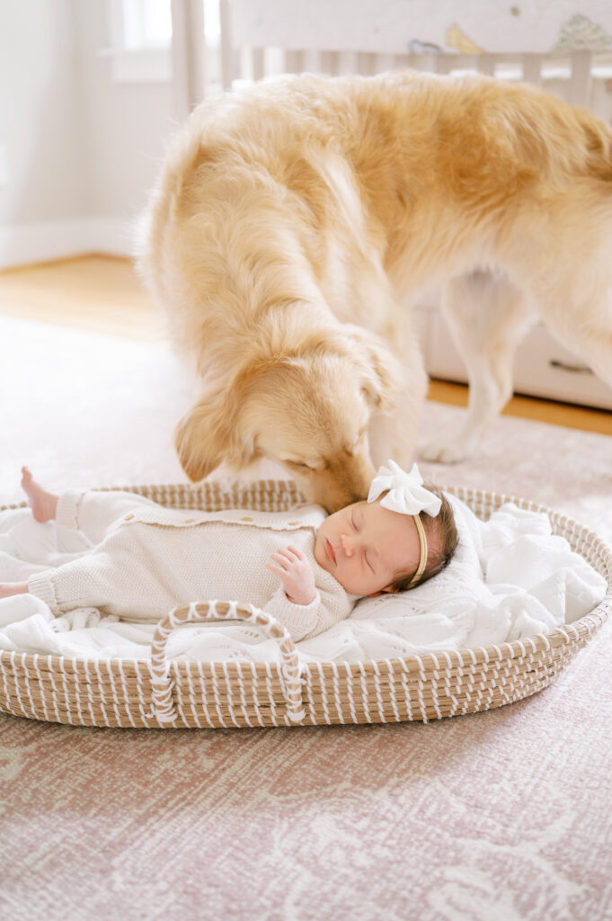 Dog sniffs newborn baby girl laying in a basket during photography session with Worth Capturing