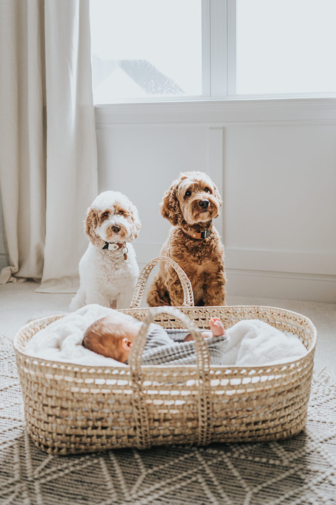 Labradoodles look over their baby brother during in-home newborn photography session in Apex, NC
