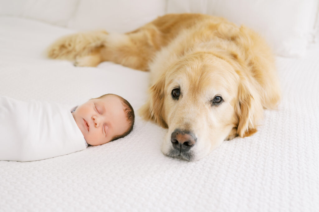 Swaddled newborn baby boy lays next to golden retriever on white bed during in-home newborn session in Raleigh