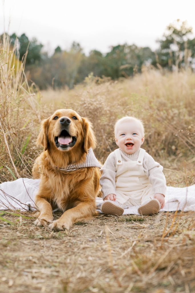 Baby boy smiles sitting next to golden retriever dog on white blanket during family photos